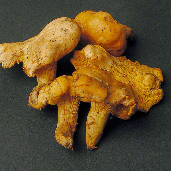 Cantharel Girolles - Per 250 gram